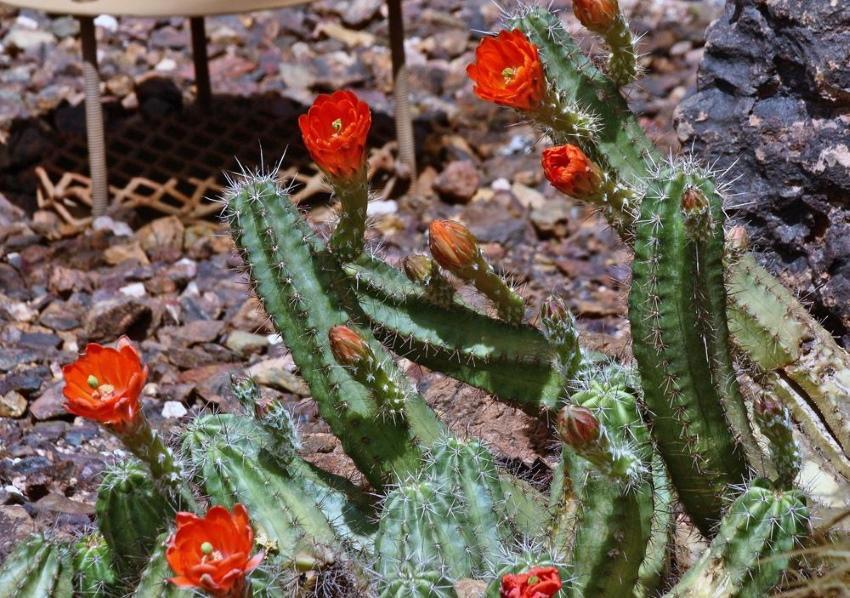 zimootporni kaktus echinocereus