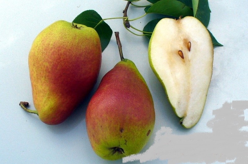 vrucht van een Falkenberg peer