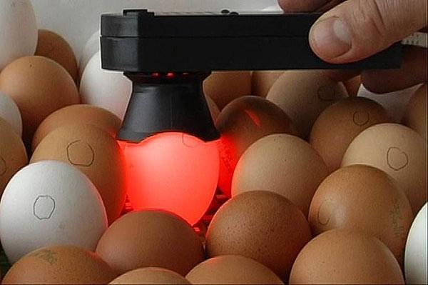 Eieren testen op bevruchting