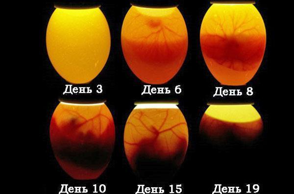 Ontwikkeling van kippenei-embryo's