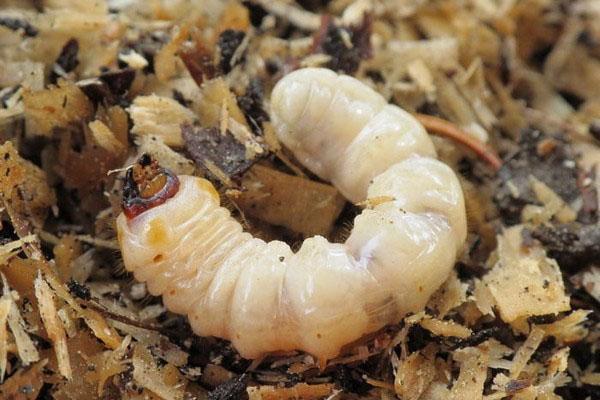 larve van de barbeelkever