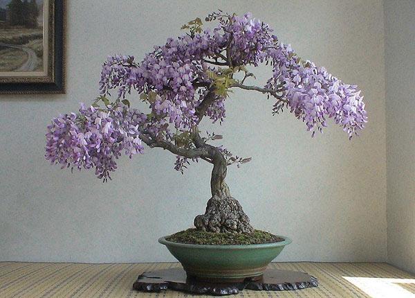blauweregen bonsai