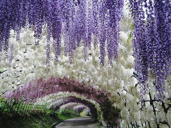 tunel wisteria u botaničkom vrtu
