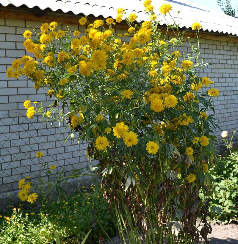 rudbeckia gouden bal planten en verzorgen