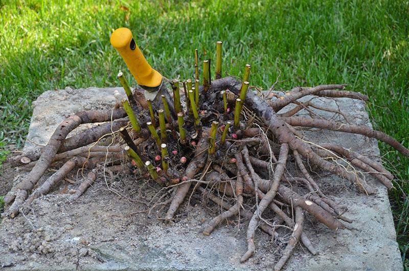 reproductie van rudbeckia verdeling van wortelstokken