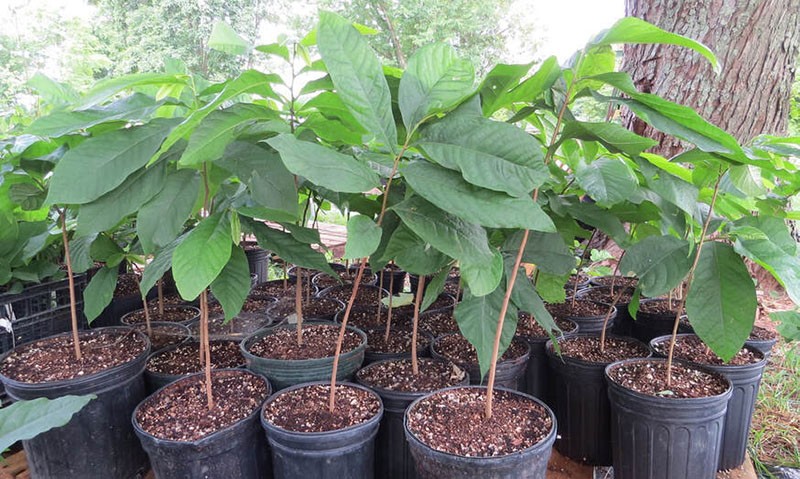 papaja jonge boompjes uit stekken
