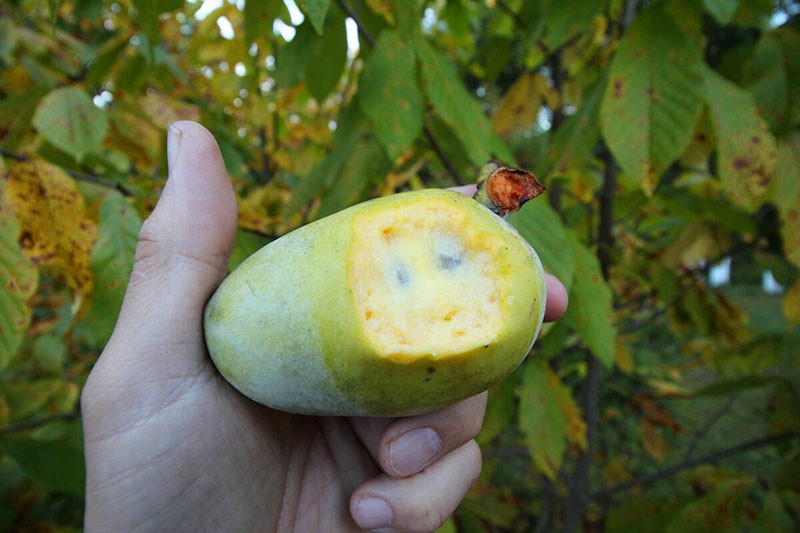 sappig vruchtvlees van papajafruit