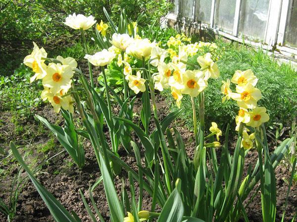 narcissen bloeien in het land