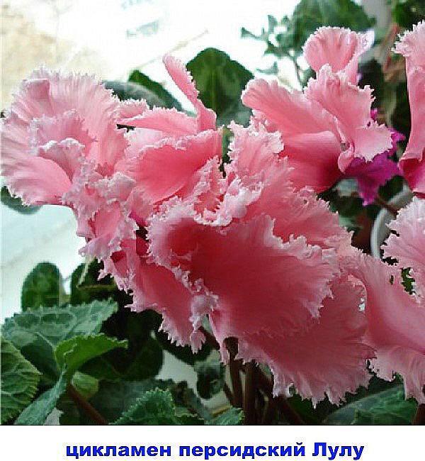 ciklama perzijski lulu