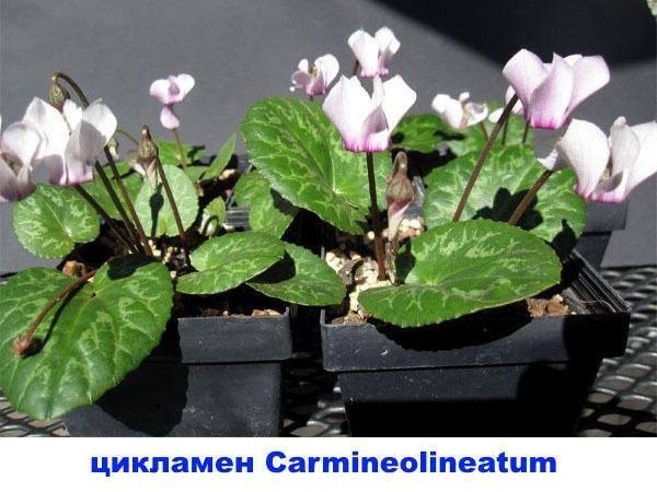 ciklama Carmineolineatum