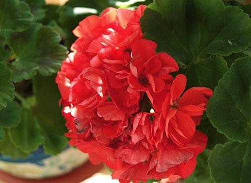 Pelargonium Ainsdale Duke ima dvostruko crveno cvijeće