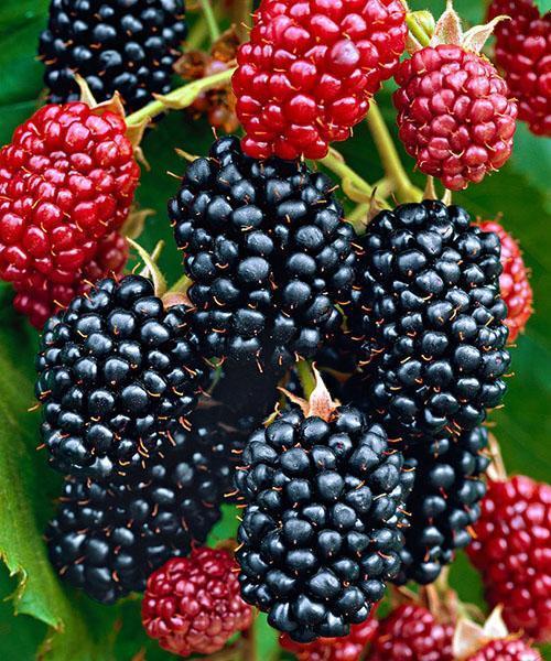 Thornfree Besshipless Blackberry, fotografija hrpe bobičastog voća