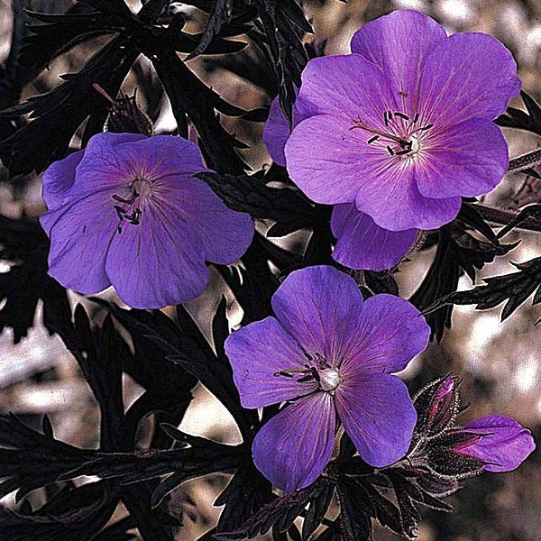 Višegodišnje vrtne sorte geranija Purple Haze