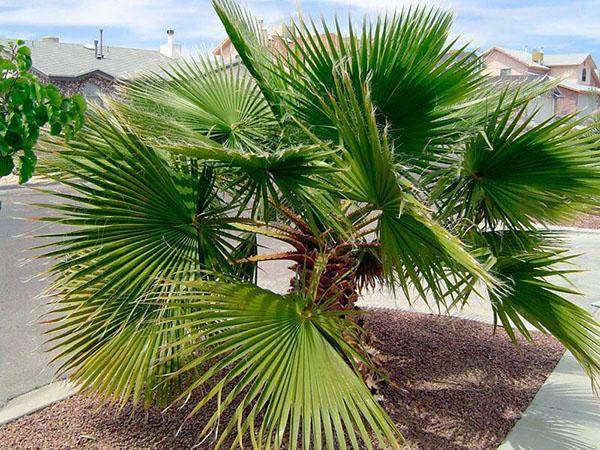 washingtonia palma u prirodi