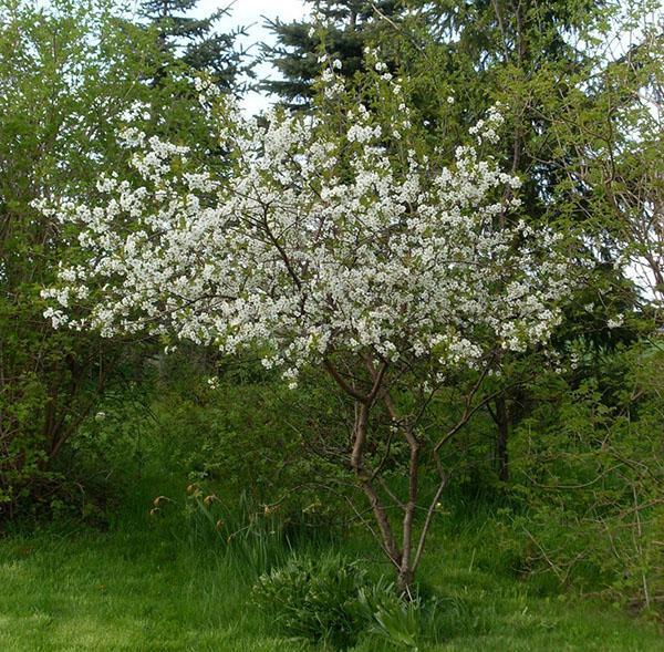 trešnjin cvijet mladost