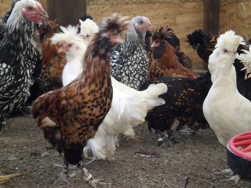 Pavlovskaya kippenras is resistent tegen ziekten