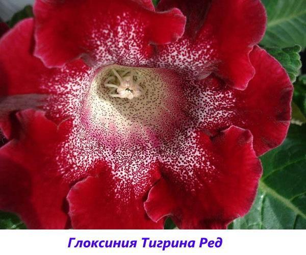 gloxinia Tigrina rood