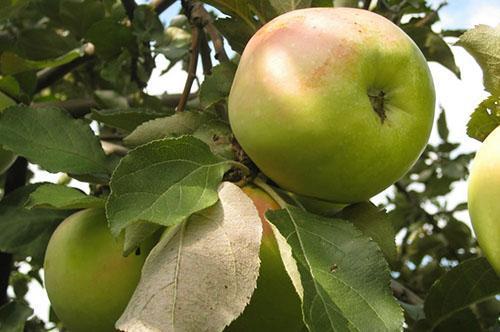 Dozrijeva jedna od najukusnijih sorti jabuka