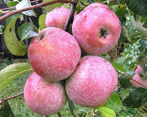 Medunitsa oprane kiše jabuke