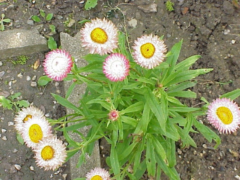 Gelichrizum kweken in een bloembed