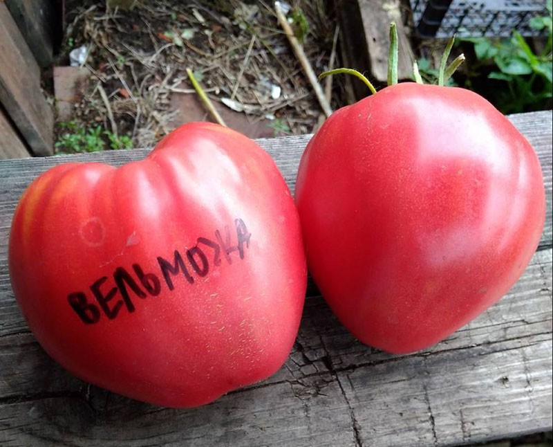 grote vruchten van tomaat nobel