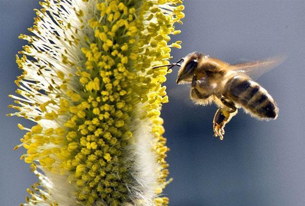 pollen verzamelen